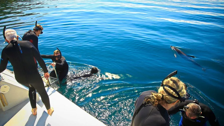Tour group preparing to enter the water as a dolphin swims nearby.