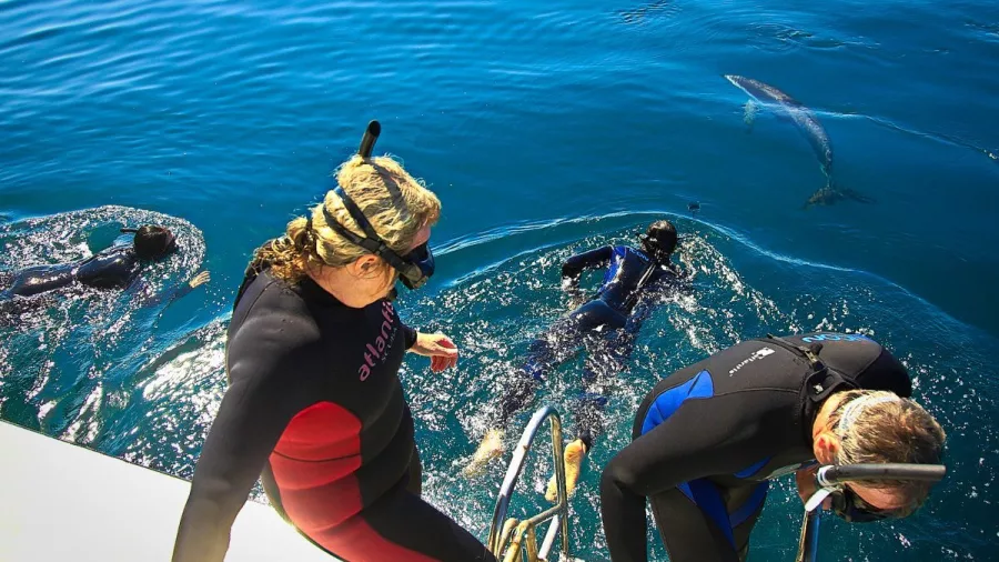 Snorkellers entering the water as a dolphin swims below in the Marlborough Sounds.