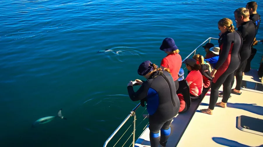 Tour group watching dolphins swim near the boat in the calm Marlborough Sounds.