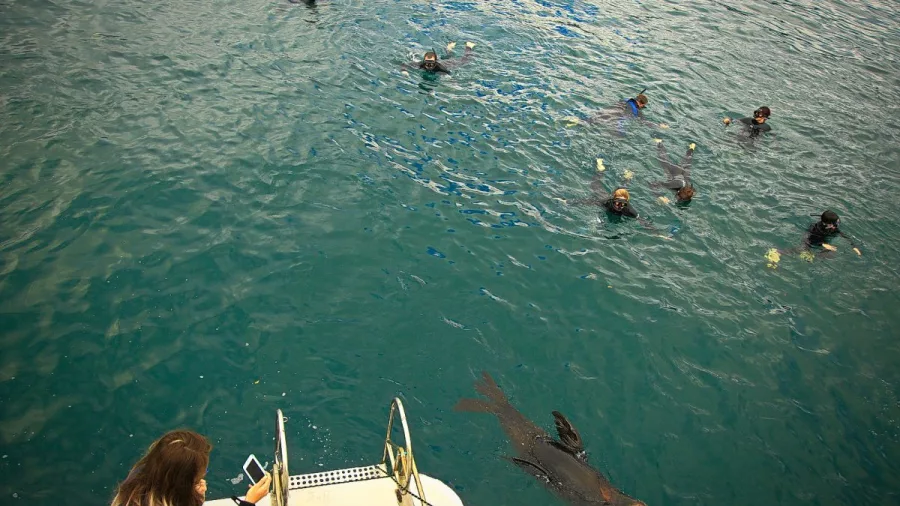 Seal swimming alongside snorkellers near a boat in the Marlborough Sounds.