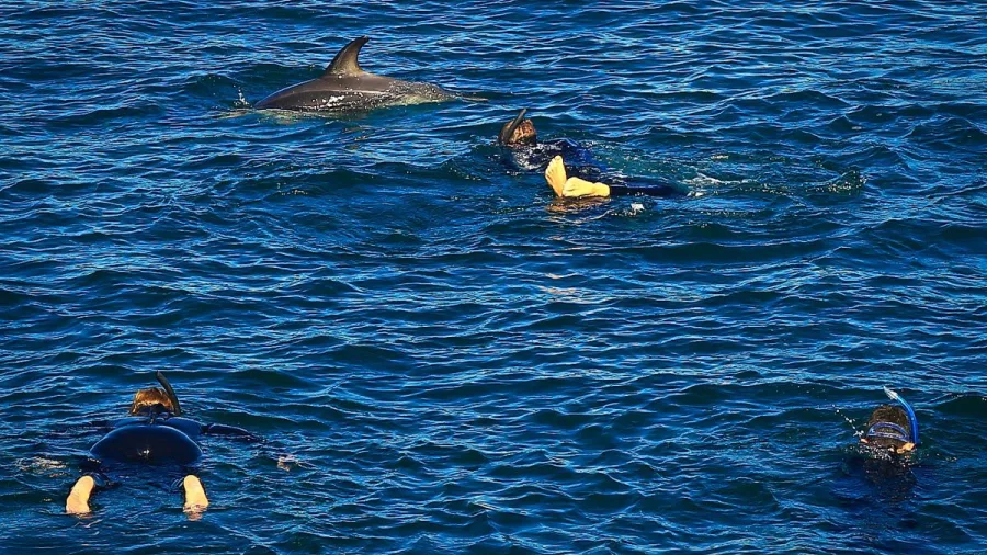 Three swimmers floating near a dolphin during a swim in the Marlborough Sounds.