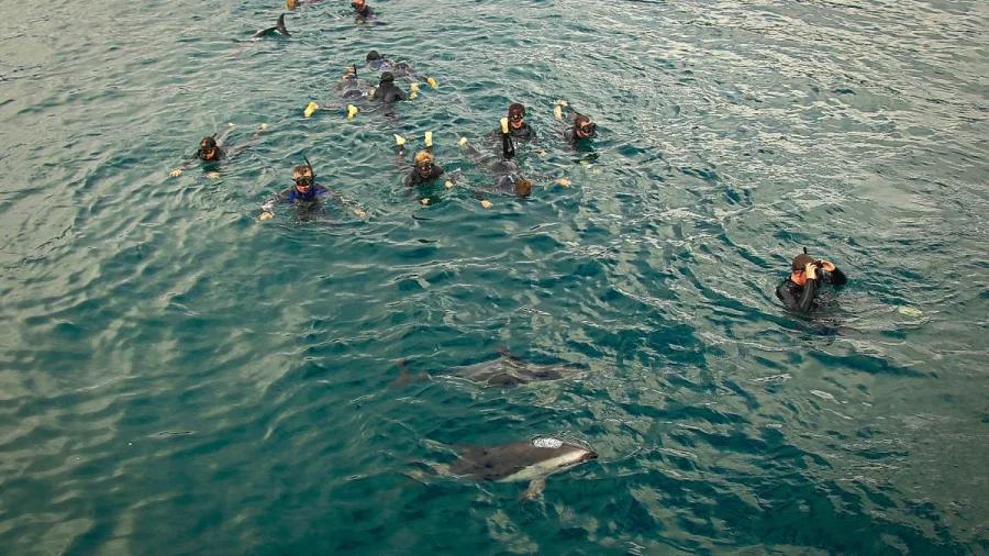 Group of snorkellers swimming near dolphins in the deep blue water of the Sounds.