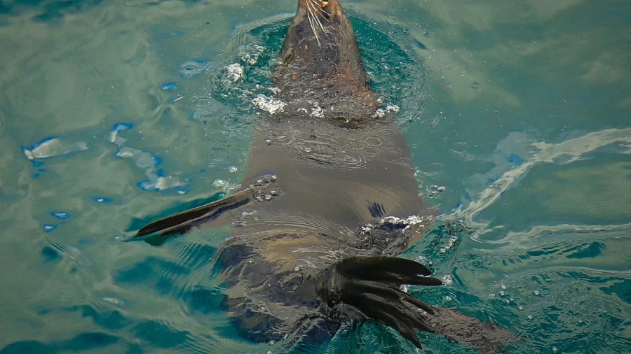 A New Zealand fur seal relaxing on the surface of the water in the Marlborough Sounds.