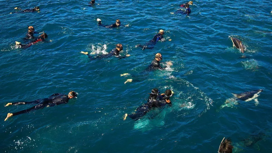 Dolphins swimming directly alongside a group of snorkellers in blue ocean water
