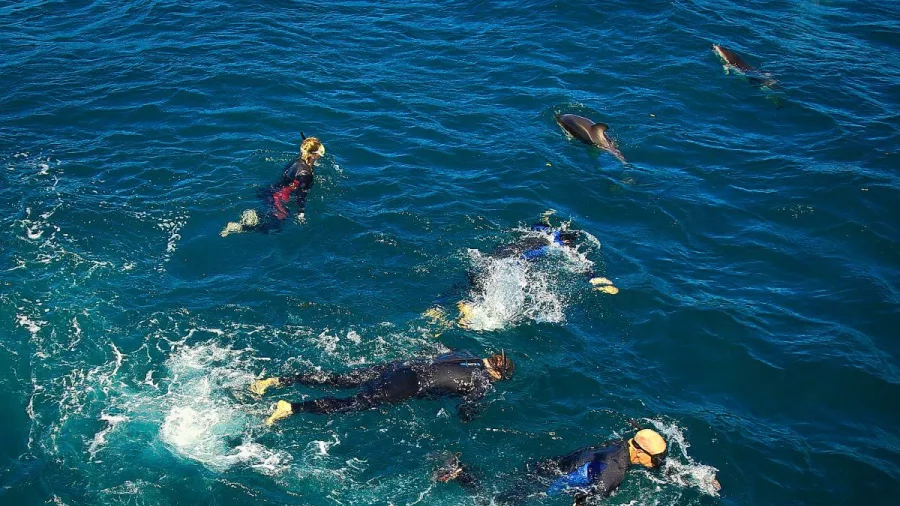 Tour group swimming close to a pod of dolphins in open Marlborough waters.