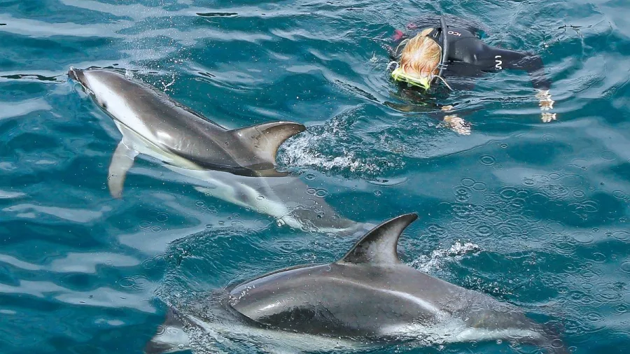 Snorkeller swimming right next to two dolphins in crystal-clear waters.