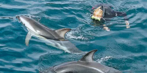 Snorkeller swimming right next to two dolphins in crystal-clear waters.