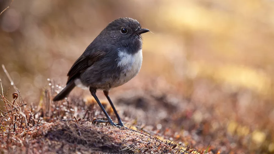 Close-up of a South Island robin (Toutouwai) on the forest floor in Marlborough.