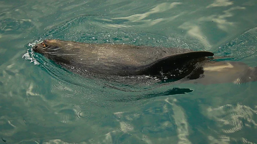 New Zealand fur seal swimming in the blue waters of the Marlborough Sounds.