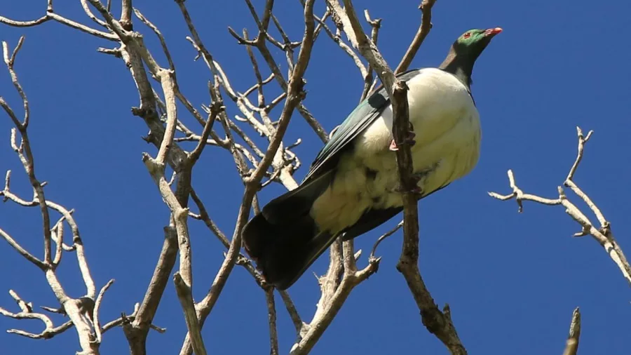 Kererū perched in a tree against a clear blue sky in the Marlborough Sounds.