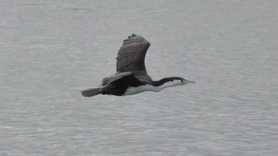 King shag gliding low over the water in the Marlborough Sounds.