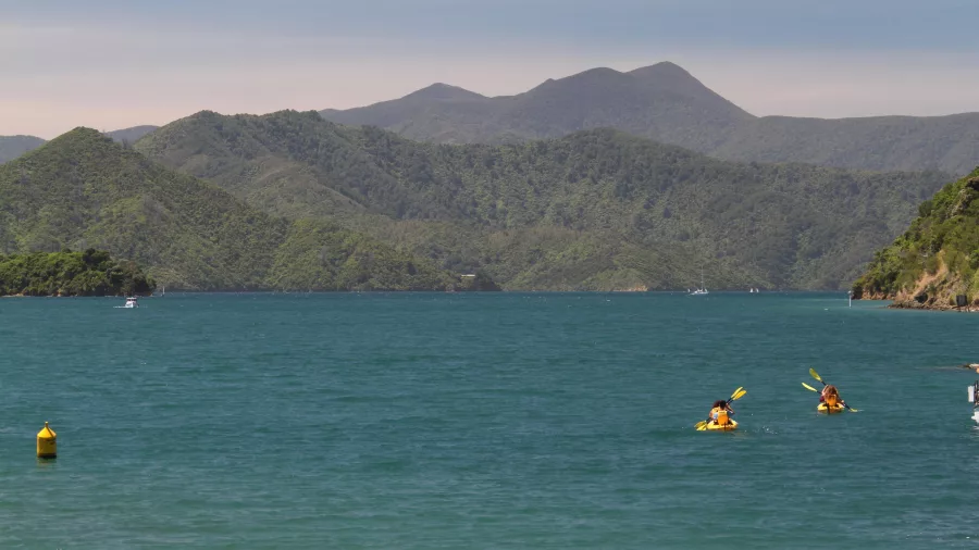 Two double kayaks paddling across Queen Charlotte Sound with forested hills behind