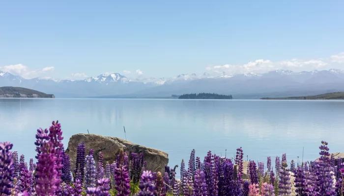 Vibrant purple lupins in bloom by the shores of Lake Tekapo with mountains in the background.