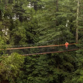 Person walking alone on a long suspension bridge high above the forest floor in Rotorua's Redwoods
