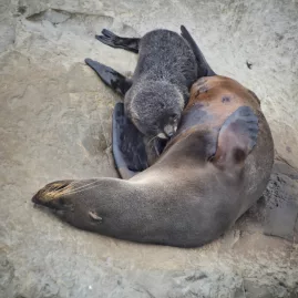 A seal pup resting beside its mother at the Kaikōura seal colony on New Zealand’s South Island.