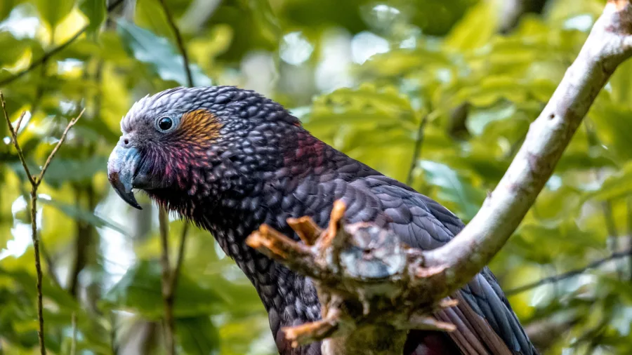 New Zealand kākā parrot spotted at Zealandia Ecosanctuary in Wellington