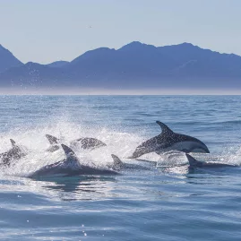 Dusky dolphins leaping from the ocean near Kaikōura