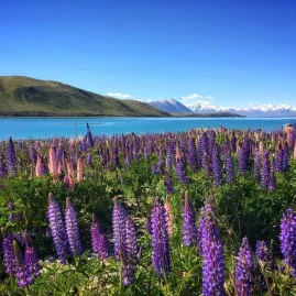 Blooming lupins on the shores of Lake Tekapo with the Southern Alps