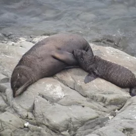 Seal pup nursing on Kaikōura coast rock platform