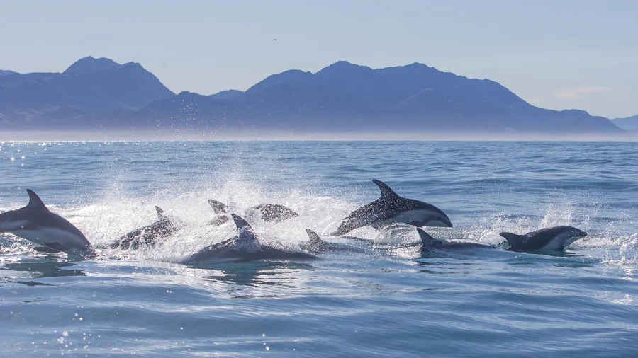 Dusky dolphins leaping from the ocean near Kaikōura