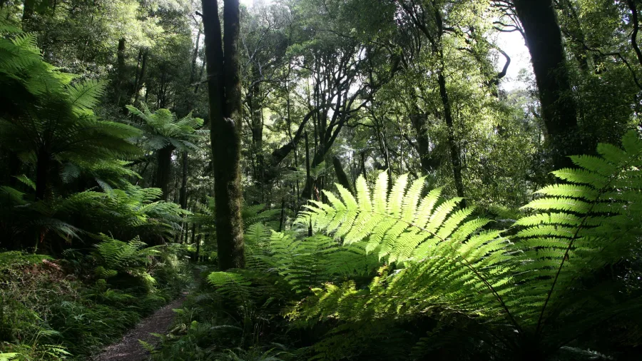 Walking track through dense forest in Whirinaki National Park, New Zealand