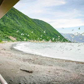 Birdwatching from the Coastal Pacific train near Kaikōura beach
