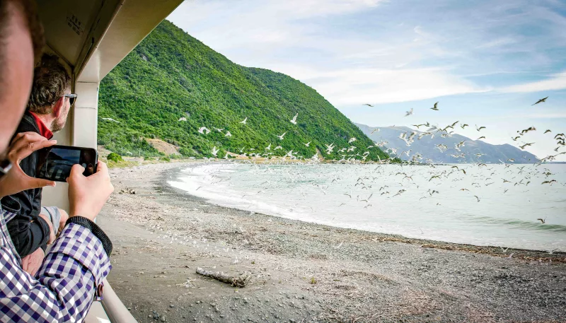 Birdwatching from the Coastal Pacific train near Kaikōura beach