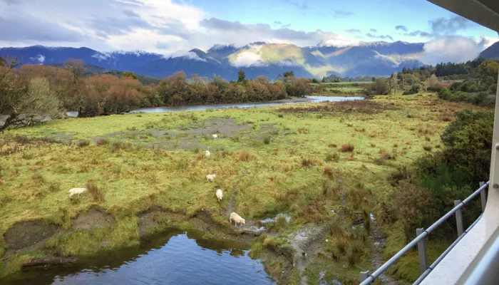View from TranzAlpine Train of sheep near Crooked River