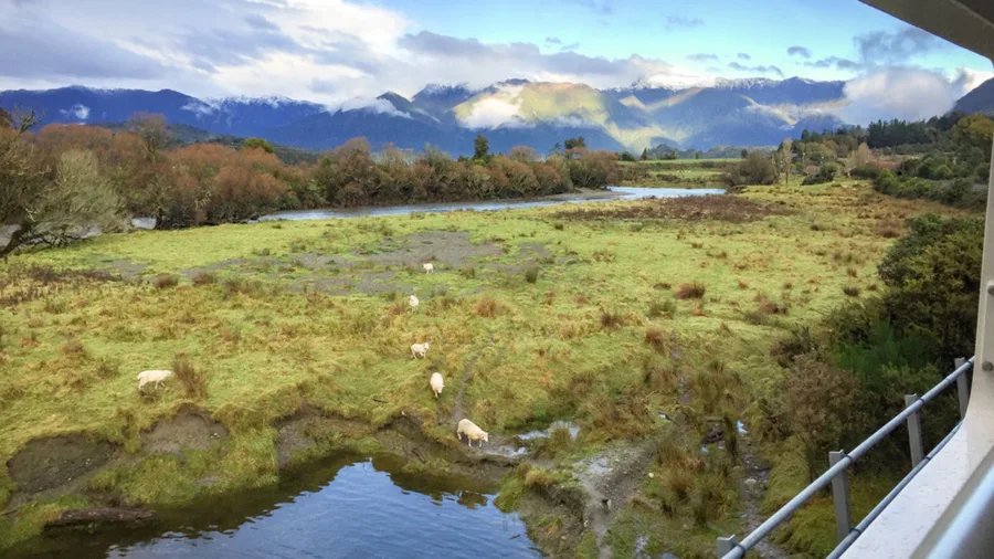 View from TranzAlpine Train of sheep near Crooked River