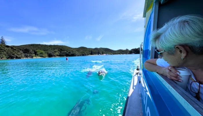 Guest observing dolphins swimming alongside a boat in the Bay of Islands