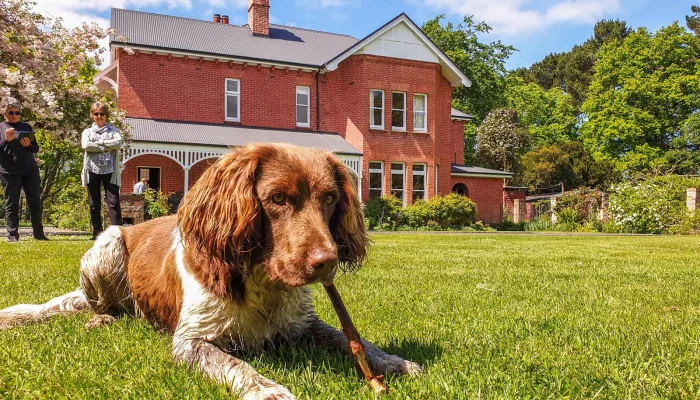 Farm dog lying on the lawn at Akaunui Homestead