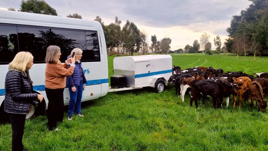 Guests visiting calves at Akaunui Farm