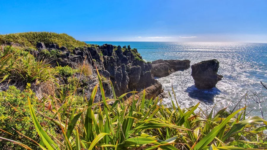 Punakaiki coastal cliffs and native flax on New Zealand’s West Coast