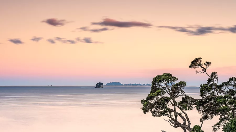Pohutukawa tree silhouette set against pastel sunset over Coromandel southern coast