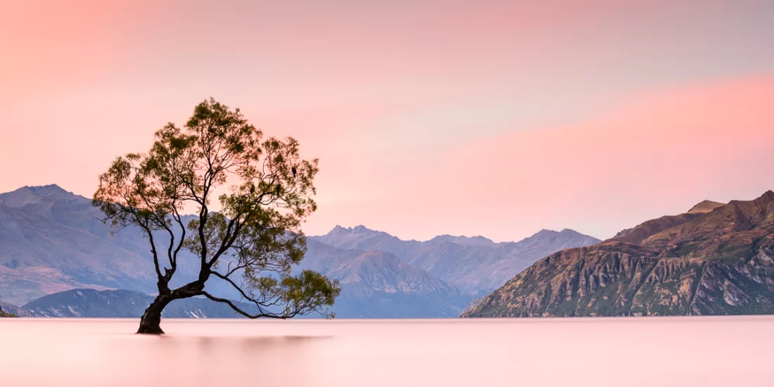 That Wanaka Tree at sunset with alpine backdrop