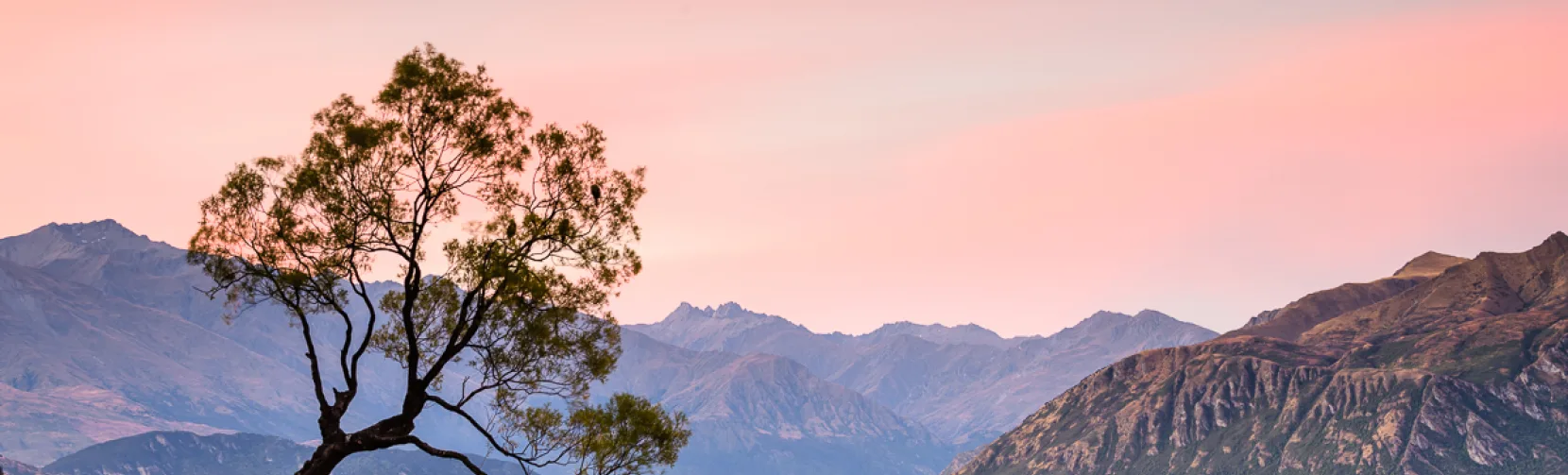 That Wanaka Tree at sunset with alpine backdrop