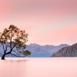 That Wanaka Tree at sunset with alpine backdrop