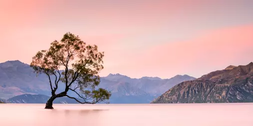 That Wanaka Tree at sunset with alpine backdrop