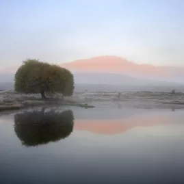 Lone tree reflected in still pond on a frosty morning in Nevis Valley, Otago