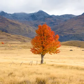 Lone tree in vivid autumn colours, Nevis Valley, Central Otago
