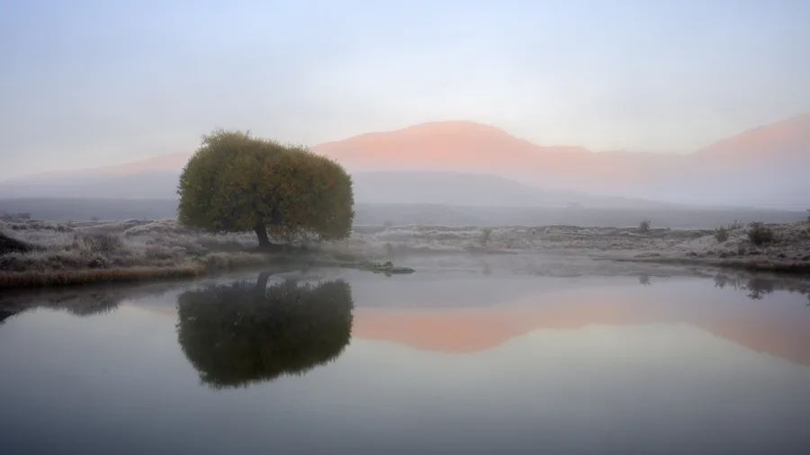 Lone tree reflected in still pond on a frosty morning in Nevis Valley, Otago
