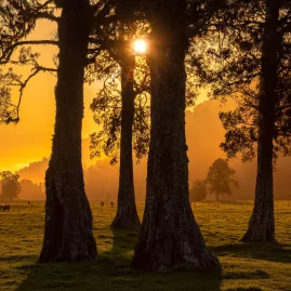 Forest sunset through trees over pastoral West Coast land