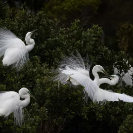 Great egrets displaying breeding plumage on West Coast