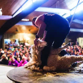 Sheep shearer performing on stage in front of a large audience at Agrodome, Rotorua, New Zealand