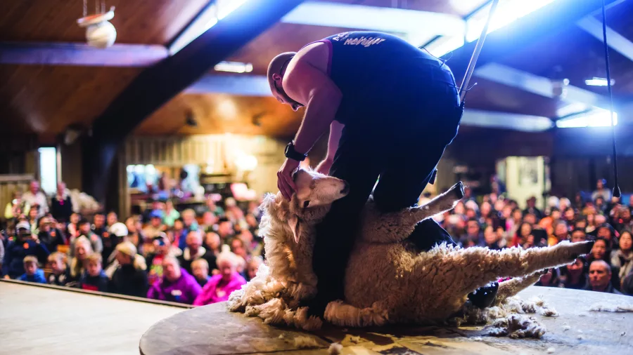 Sheep shearer performing on stage in front of a large audience at Agrodome, Rotorua, New Zealand