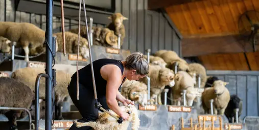 Female shearer demonstrating wool shearing at Agrodome Farm Show