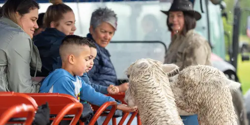 Children feeding alpacas from tractor ride during Agrodome Farm Tour