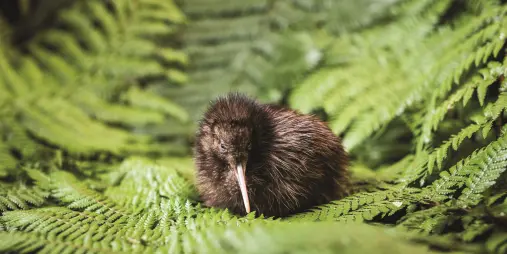 Kiwi chick resting on fern leaf