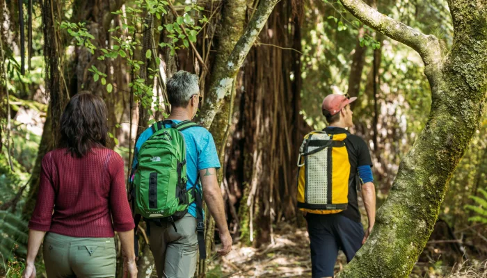 Guided hike through dense native forest in Abel Tasman Coastal track with small group