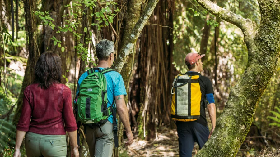 Guided hike through dense native forest in Abel Tasman Coastal track with small group